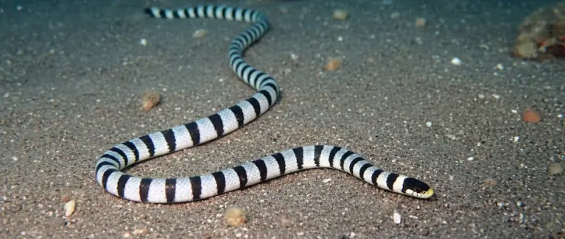 دنیا کا وہ کون سا ملک ہے.جہاں ایک بھی سانپ نہیں پایا جاتا؟